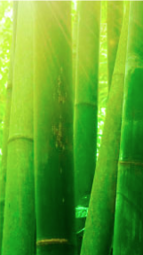 Madera de bambú